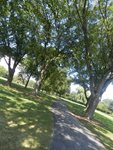 Trees - Golf Path